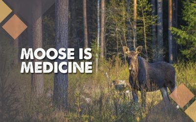 Moose is Medicine